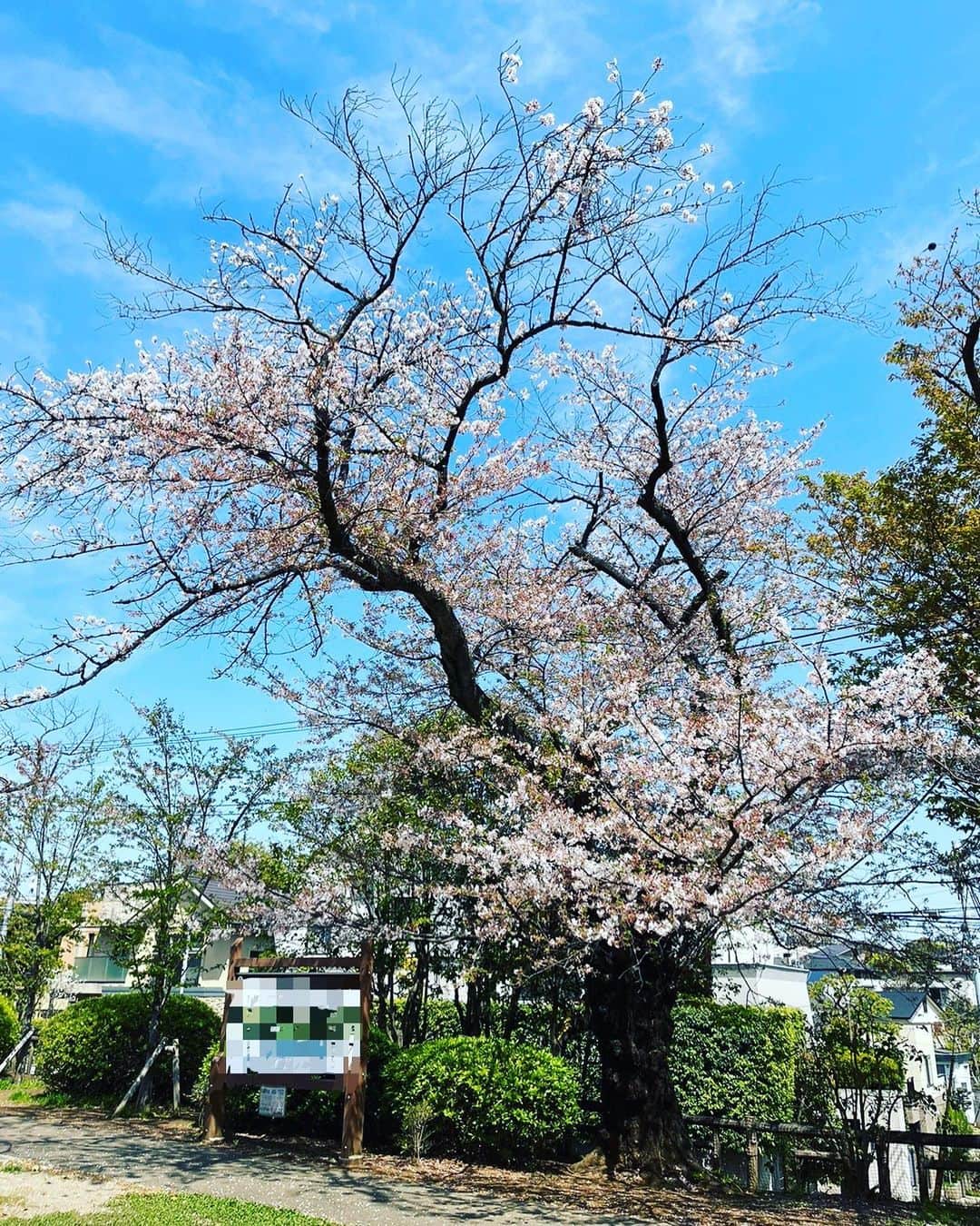 東尾理子さんのインスタグラム写真 - (東尾理子Instagram)「今年は何故か葉桜が好き。 満開の桜はもちろん好き、だけど緑が混ざって来た桃色に、とても惹かれてる✨  #桜 #葉桜」4月5日 7時05分 - rikohigashio
