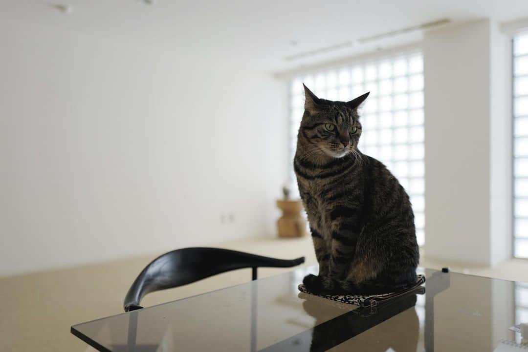 行方 久子 Hisako Namekataさんのインスタグラム写真 - (行方 久子 Hisako NamekataInstagram)「#linonoah かっこいいなぁって思う時がある。  いつもはいじけ虫で甘えん坊でビビりなのに すっとしてると姿形は勇敢でしなやか。  このしなやかさが欲しい。 とにかく徳を積んで、来世は猫になりたい。」4月5日 7時10分 - hisakonamekata
