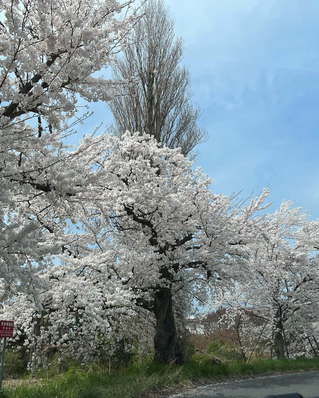 石田燿子さんのインスタグラム写真 - (石田燿子Instagram)「鳥屋野潟 車内からお花見しました🌸」4月5日 13時07分 - yokonti