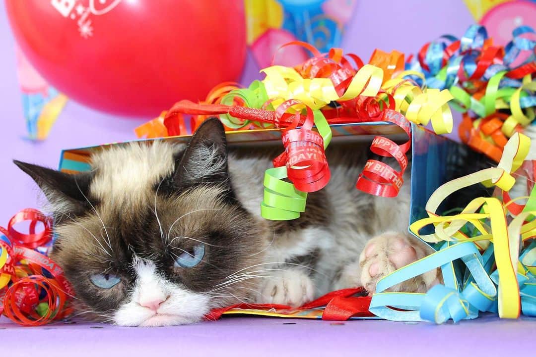 Grumpy Catのインスタグラム：「#HappyBirthdayGrumpyCat 🎈😾🎂」