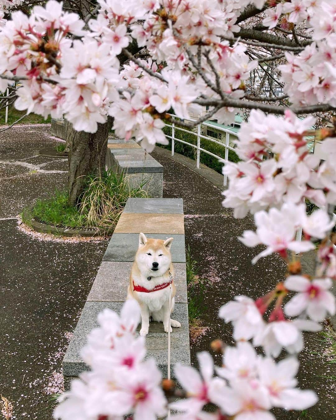 てんパパさんのインスタグラム写真 - (てんパパInstagram)「今朝のおさんぽ。 #朝んぽ #隠れキャラてん #お花見ハンター #お花見ハンターてん #花とてん #ハニワ公園」4月5日 8時28分 - tenchan.shiba