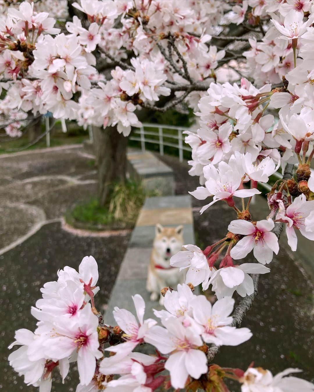 てんパパのインスタグラム