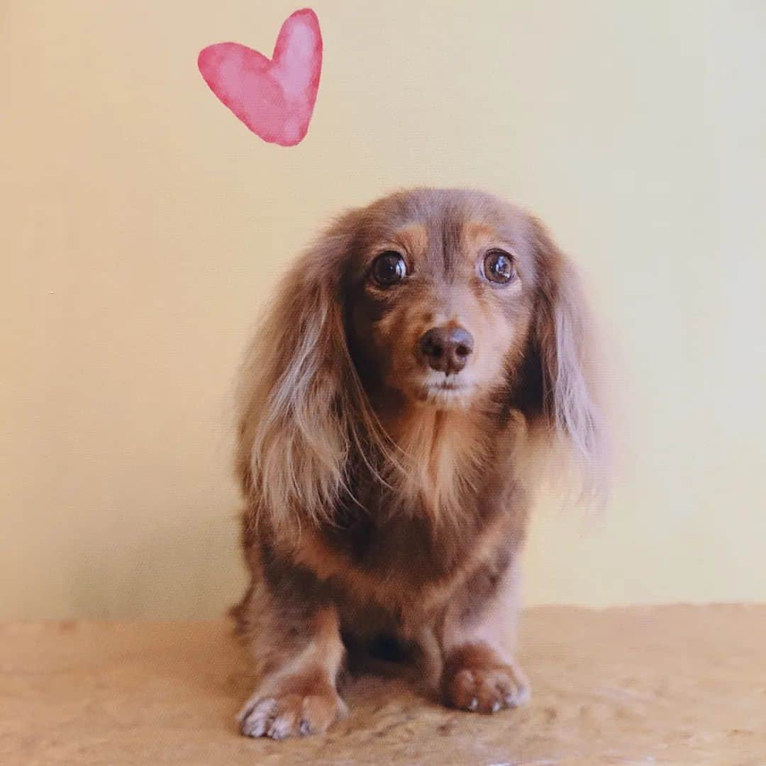 くるみんのインスタグラム：「* トリミング後に撮って頂ける写真📷 ハート❤️可愛い いつもありがとうございます😆 * #カニンヘンダックスの日常 #カニンヘンダックスフンド #カニンヘンダックスフント #カニンヘンダックスフンドチョコタン #カニンヘン #カニンヘンダックス #カニンヘンの会 #チョコタンダックスフント #チョコタンダックスフンド #チョコタンダックス #チョコタン #ダックスフントカニンヘン #ダックスフント #ダックスフンド #ダックス #ダックスの日常 #ダックスフンドカニンヘン #ダックス部 #ダックス短足部 #いぬばか部 #いぬすたぐらむ #短足部 #トリミングサロン #トリミング #dachshund #dachs #dogstagram #dog #きょうのダックス #east_dog_japan」