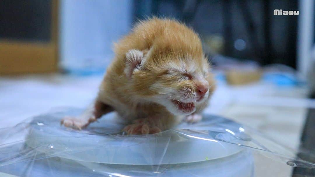 Miaouのインスタグラム：「ミエル、保護初日 生後約1日と思われる、へその緒もついている。 体重は99g 体が比較的、綺麗だったのでフロントラインスプレーでノミ・ダニ退治。 ノミ・ダニの姿は確認出来なかった。 ミルクは哺乳器で飲めた。  ＃赤ちゃん猫 　#保護子猫  #みゃうの猫部屋　#ミエル  #miaou」