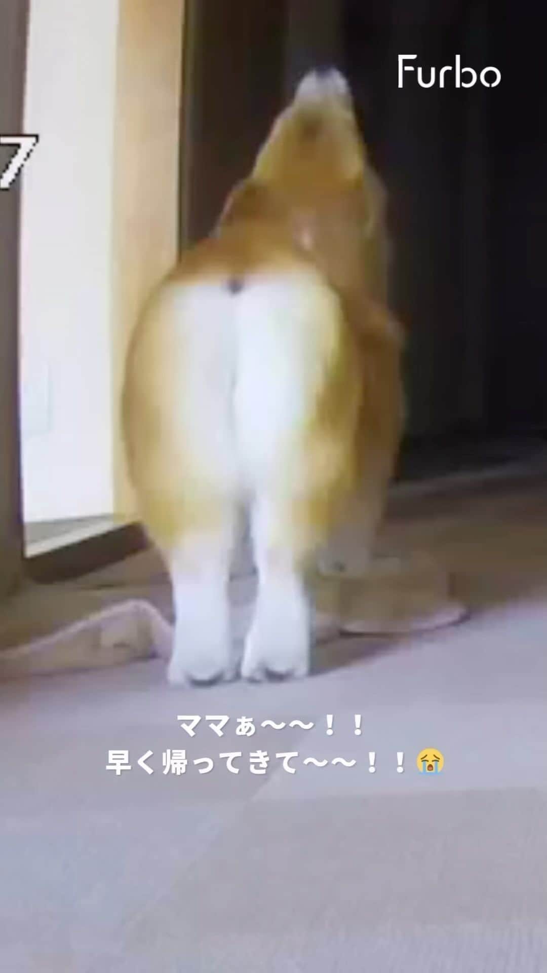 のインスタグラム：「☺︎2023.4.5.𝚆𝚎𝚍.☺︎ @furbo_japan さんが とっても可愛く 切なく🤣🤣 編集してくれました☺️✌️📷✨  #新しいファーボ欲しいな #360度回転するやつ   ❤︎︎︎︎┈┈┈┈┈┈┈┈┈┈┈┈┈┈┈❤︎  . . . . . . #corgi #corgisofinstagram #corgination #woof #dog #doggy #crybaby #weeklyfluff #dogoftheday #corgipuppy  #awww #cute #funnydog #goodboy #doggo #fluffy #cutedog #puppy #adorable #barked #shortlegs #welshcorgi #柯基 #코기 #ファーボは見た #コーギー」