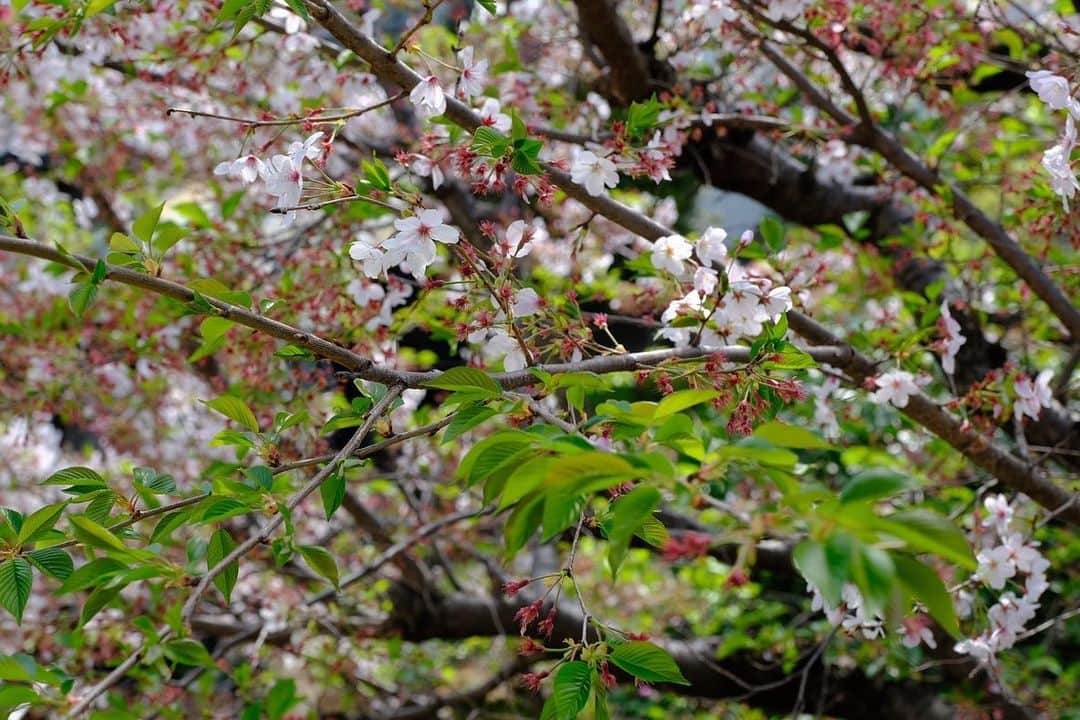 佐野史郎さんのインスタグラム写真 - (佐野史郎Instagram)「#桜 #葉桜 #まどのそと おとなりさんに感謝‼︎🙏」4月5日 9時08分 - sanovabitch