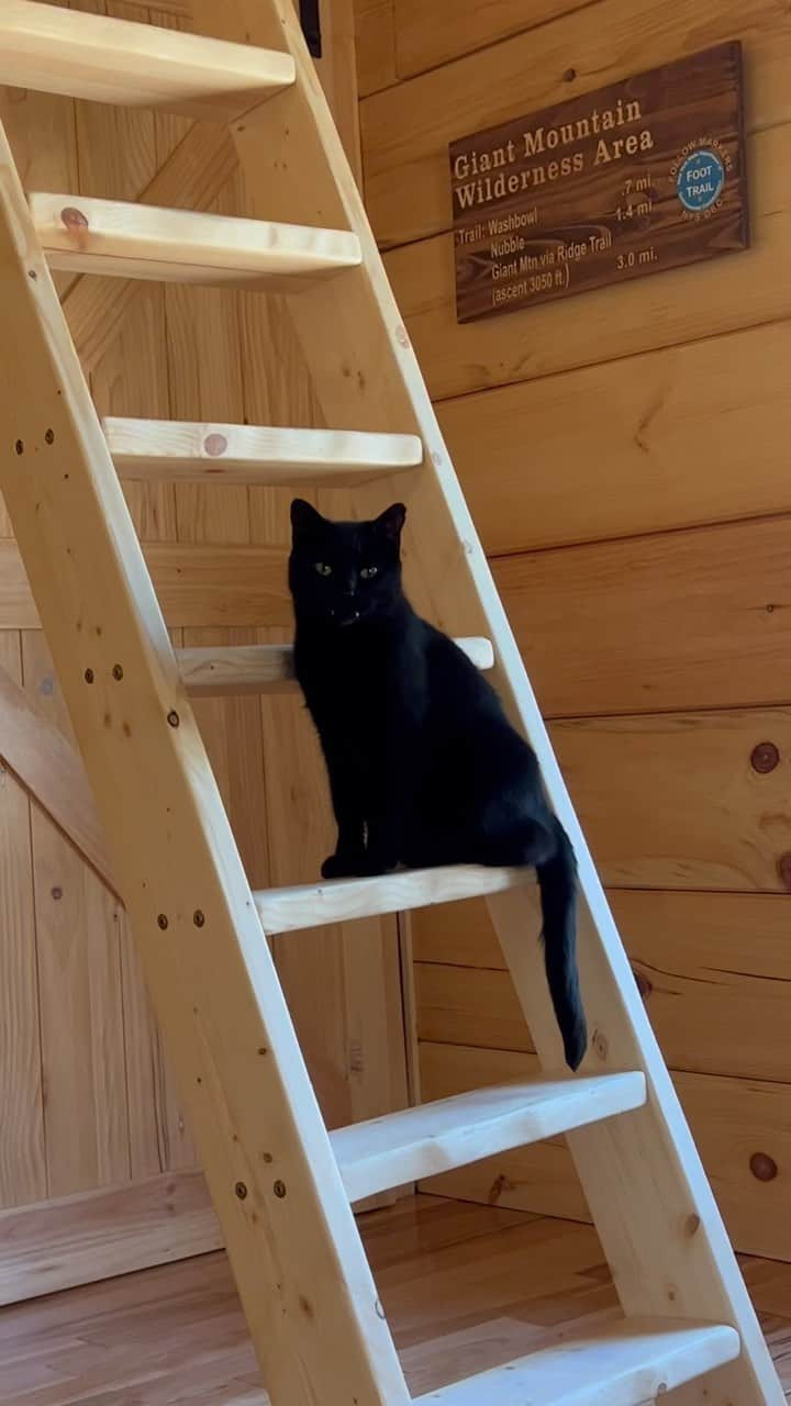 セルジオのインスタグラム：「Hello.  ————————— monkey #monkeybusiness #loftladder #catsonladders #vampirecat #catsofinstagram #blackcatsofinstagram #catsofig #catsofinsta #igcats #igkitty #batcat #cutecatsofinstagram #myfurbaby #catmomlife #mykidshavepaws #mykidshavefur #catreel #catreels #reelsinstagram #catvideo #teefies #teef #ilovemycats」