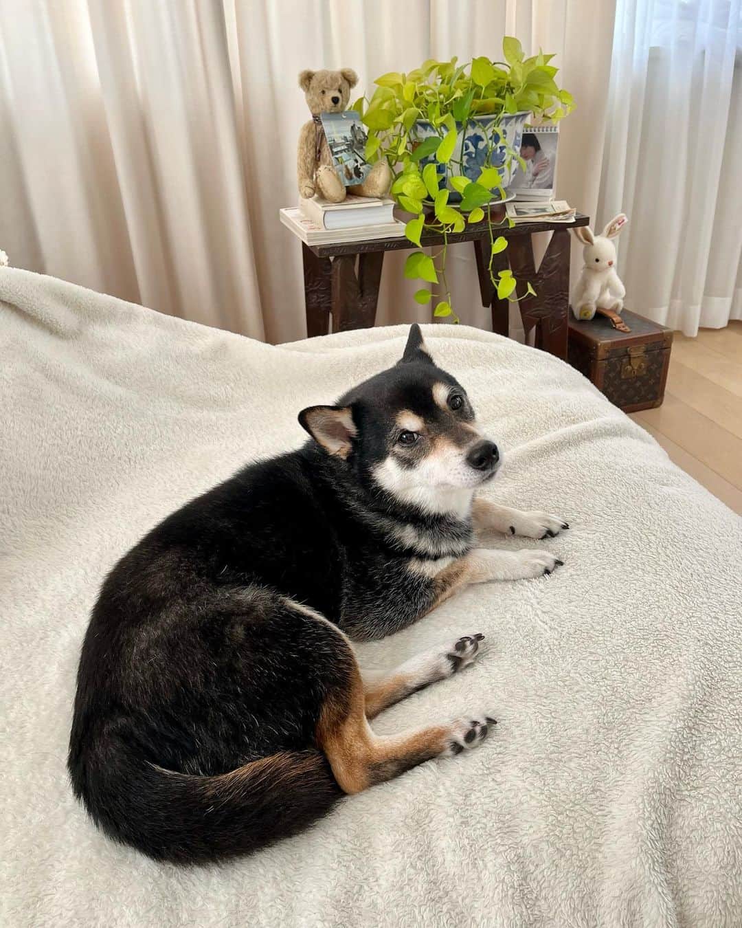 高見恭子さんのインスタグラム写真 - (高見恭子Instagram)「君は神さまから教えてもらった詩をうたう。  #dog#doglife  #dogphoto #doglove  #shibainu #shiba  #kuroshiba #kuroshibainu  #猫と犬のいる暮らし  #love #愛のかたち」4月5日 9時29分 - takami_kyoko