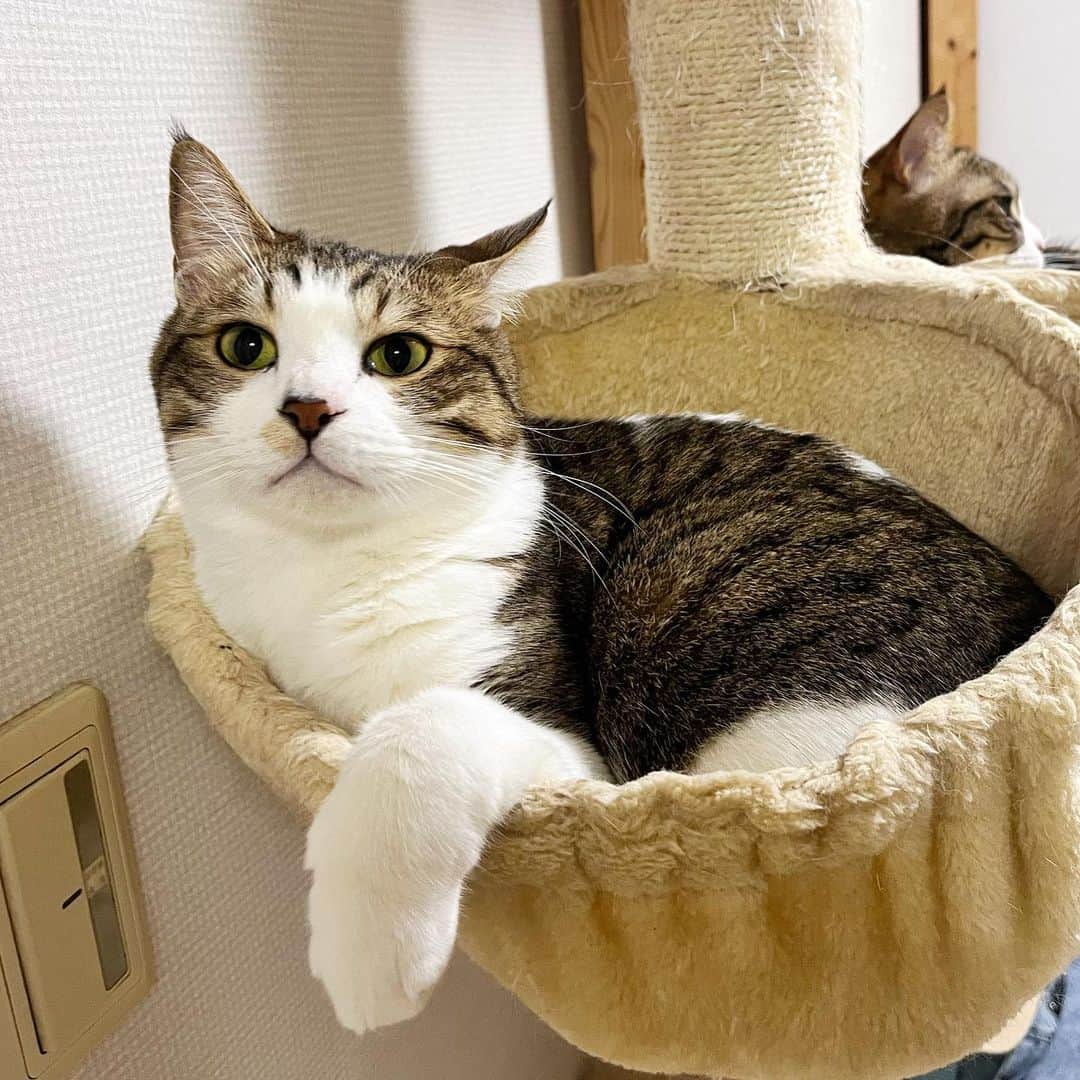 ひのき猫さんのインスタグラム写真 - (ひのき猫Instagram)「ゆずぽんのお家に遊びに行ってきました🏠」4月5日 9時29分 - hinoki.cute.kitten