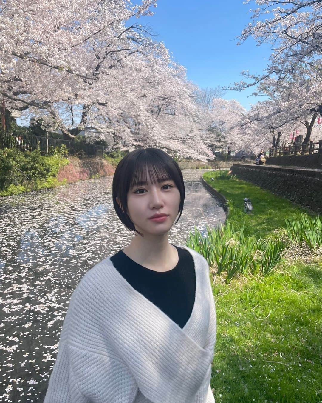 ８２１（ハニー）のインスタグラム：「おはようございます。 ゆりなのお花見報告です🌸  熊谷桜堤に続き 今回は本庄市の若泉運動公園というところの🌸とゆりな。です  かもたちが水の上で全力疾走していました。おにごっこ？をしてたのかな〜。  今回のお花見で印象に残ったこと。 だそうです。  今夜youtube 生配信します。4/5  #春休み　#821honey #藤ゆりな」