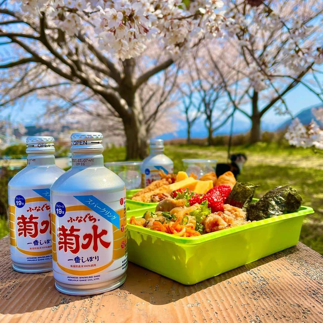 らんままのインスタグラム：「おはようございます  暖かい日が続き、こちらの桜も満開になりました 写真は先日の日曜日の光景です  我が家のお花見はシュワっとドライな飲み口の ふなぐち菊水一番しぼり で乾杯！ 強炭酸で割るのも良し、レモンや梅干し割り、もちろんロックもオススメです 桜の甘い香りに包まれながら楽しいひとときでした  今日も素敵な一日になりますように  @kikusui_pr #菊水酒造 #ふなぐち菊水一番しぼり#菊水#日本酒#PR  #アウトドア#花見」