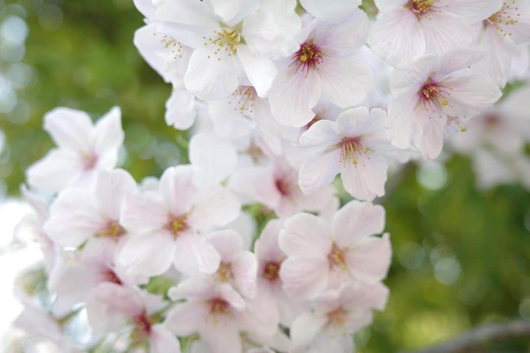 shuさんのインスタグラム写真 - (shuInstagram)「ㅤㅤㅤㅤㅤㅤㅤㅤㅤㅤㅤㅤㅤ あっという間に桜も終わりそうだから残しとく🌸」4月5日 9時46分 - s_pieces