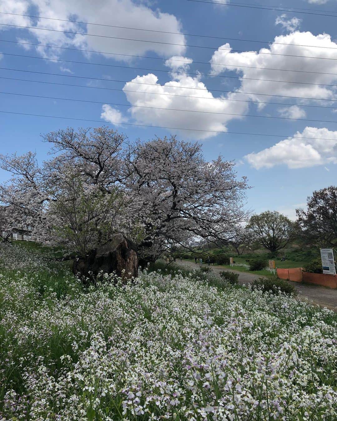 大和田獏さんのインスタグラム写真 - (大和田獏Instagram)「#ばくさんぽ 多摩川を花見散歩！ 桜も良いけど野に咲く花も可愛いですね❣️ 逞しく生きる力強さがあって励まされます。群生している小さな花は調べてみたら、ハマダイコンと言うみたい。 初めて知りました。 タンポポはセイヨウタンポポかな？」4月5日 9時52分 - bakuowada