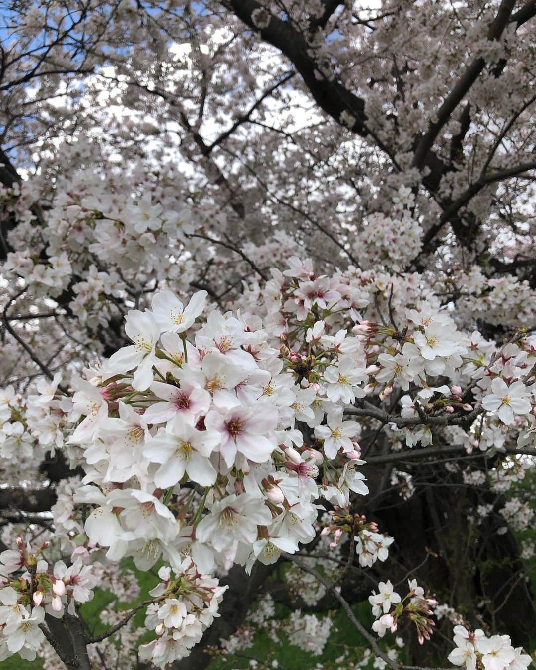 大和田獏のインスタグラム：「#ばくさんぽ 多摩川を花見散歩！ 桜も良いけど野に咲く花も可愛いですね❣️ 逞しく生きる力強さがあって励まされます。群生している小さな花は調べてみたら、ハマダイコンと言うみたい。 初めて知りました。 タンポポはセイヨウタンポポかな？」
