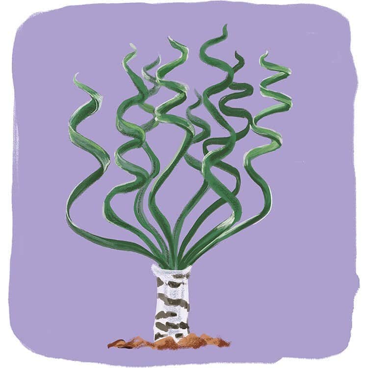 ブルータスさんのインスタグラム写真 - (ブルータスInstagram)「【BRUTUS.jp】デイリーブルータス 371 植物考。  植物はどんな声をしている？ 珍奇植物の不思議な形はなんのため？知っているようで知らない植物の世界を、改めて覗いてみよう。  1. どうしてそんな見た目に？専門家に聞く、珍奇植物のデザイン学  2. 植物はどんな音がするのか。技術発展で聞こえてきた、植物が奏でる音楽  3. 牧野富太郎と中尾佐助。自然の神秘を心から愛し、探求し続けた植物学者の業績  BRUTUS.JPでは様々なテーマで、好奇心を上書きするミニ特集 #デイリーブルータス を平日のみ毎日配信。プロフィールのリンクからチェック @brutusmag  #BRUTUS #ブルータス #雑誌 #植物 #自然 #珍奇植物 #デザイン #多肉植物 #音楽 #牧野富太郎」4月5日 10時17分 - brutusmag
