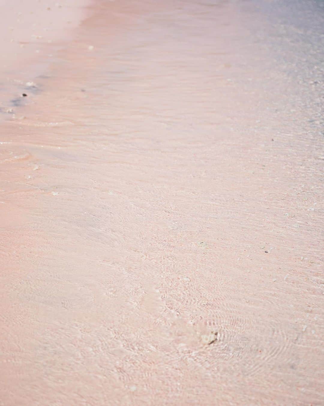 島野ミキさんのインスタグラム写真 - (島野ミキInstagram)「・  ⚑ Komodo National Park / pink beach  AYANA Komodo から Komodo National Parkを巡るツアーで行けるpink beach  念願のピンクビーチは海が透き通っていて ピンクの砂浜が本当可愛いかった💓  komodoに行ったら絶対行くべき！  @ayanahotelsjp @ayanaresort   #ayana #ayanaresort #ayanasegara #バリ島 #バリ島旅行 #バリ島観光 #アヤナリゾート #インドネシア #indonesia #5つ星ホテル #fivestarhotel #コモド #ayanakomodo #komodoisland #コモド島 #ナショナルパーク #nationalpark #pinkbeach#ピンクビーチ#pink#beach」4月5日 10時13分 - miki_shimano