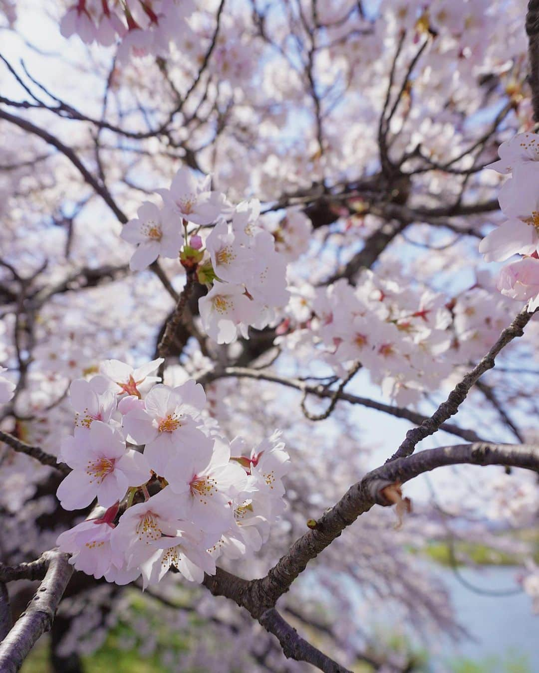 結城はゆるさんのインスタグラム写真 - (結城はゆるInstagram)「✿*  　 　 　🌸＋🛤＋🍠＝🫶🤍 　 　 　お花見の思い出たち📸  　  　 　 　 　 　 　　  #cherryblossoms #mytravelgram  #桜 #お花見 #お花見日和 #桜の名所 #宮城観光 #白石川堤一目千本桜  #夫婦デート #お花見デート #お花見散歩  #妊婦生活 #マタニティライフ #マタニティ記録  #ぷんにーらいふ #初マタ #初マタ記録」4月5日 10時18分 - yuuki__hs