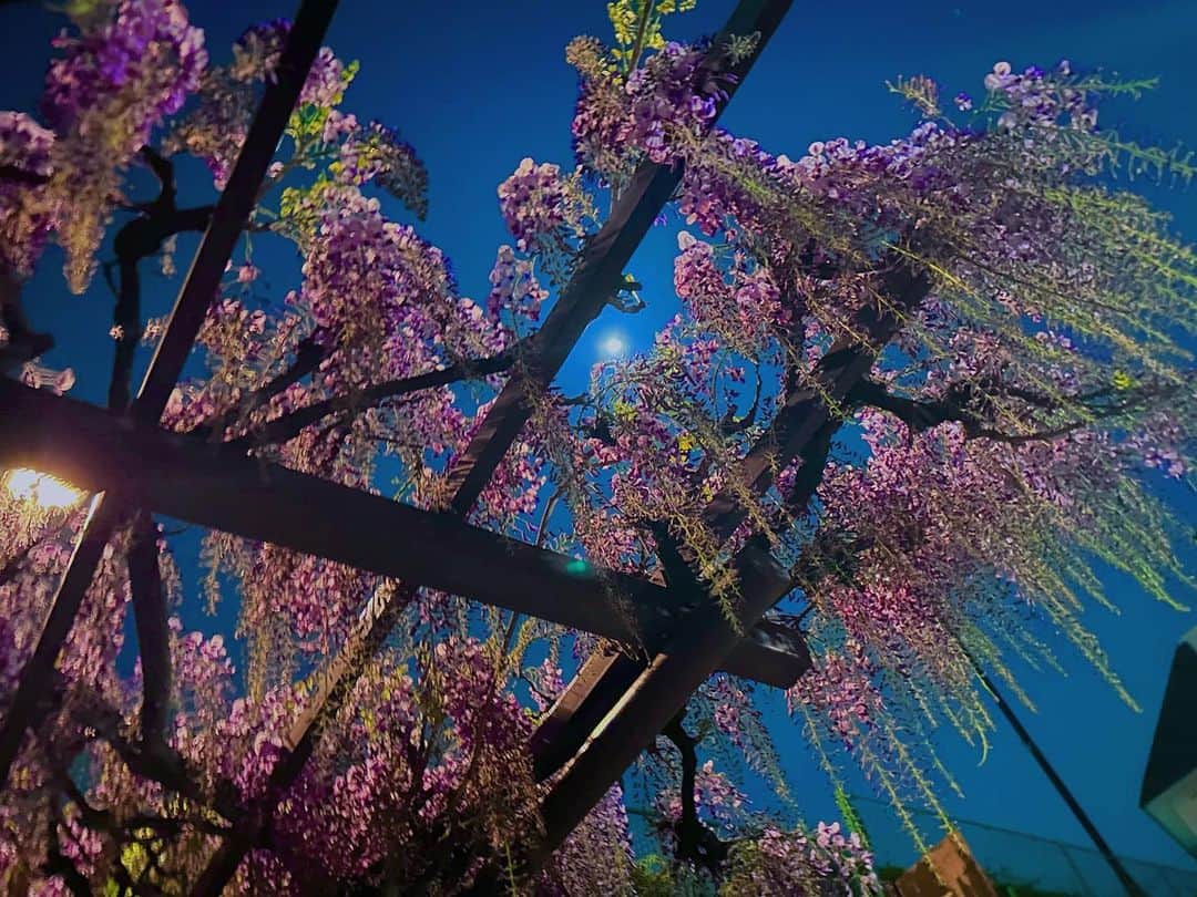 澤田友美のインスタグラム：「. wisteria💜💜🌕💜💜 なんだか異世界なベンチを発見した夜🧙‍♀️ . この場所なんだか時間？磁場？が違う気がする🌕✨ . . #wisteria#藤」