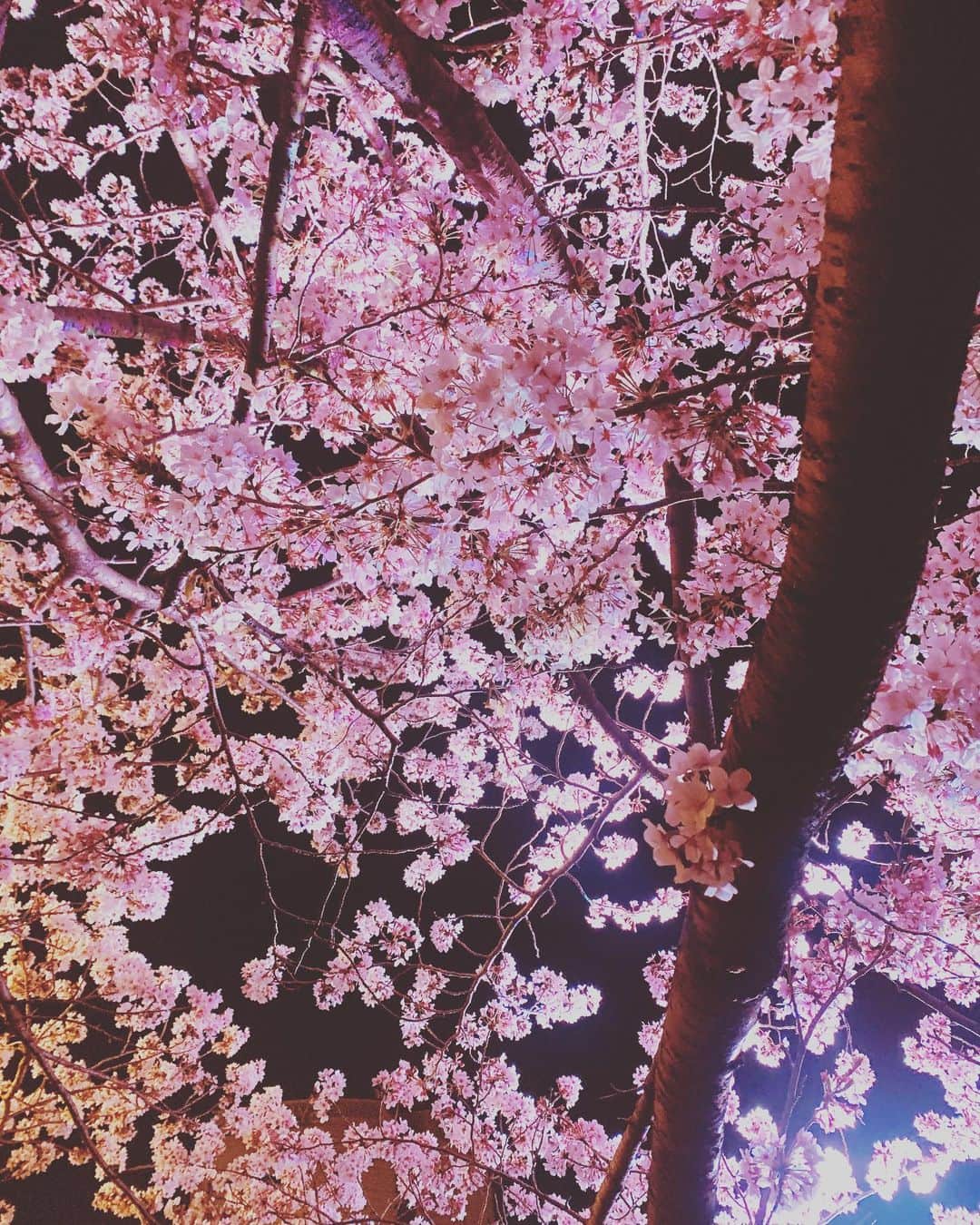 沙月愛奈さんのインスタグラム写真 - (沙月愛奈Instagram)「⁡ ⁡ 先日4/2、小倉で未涼亜希さんのコンサートにゲスト出演させていただきました。 ⁡ 久しぶりの小倉にわくわくしておりました。 滞在できた時間は短かったけれど、その中で小倉城の桜を見たり、美味しいお魚をいただいたり、楽しく過ごせました。 ⁡ コンサートでは懐かしいお顔を見る事ができ、やっとお会い出来たと嬉しかったです☺️✨ ⁡ ゆみさんとは3曲、ソロでは2曲歌わせていただきました。ピアノ伴奏は安定の森さんでしたので身を委ね歌うことができました。ゆみさんは、鬼のようなメドレー😂だったり、ボリュームのある曲のオンパレードで2回のコンサートをされていて凄いなと😳✨どの曲も素敵で、ご一緒する度に好きになる曲が増えるんですよね！ゆみさんとご一緒できる大切な時間はあっという間でしたが、またご一緒できる時までに成長していたいなと思い小倉を後にしました。 ⁡ 北九州でお世話になりました皆さま、本当にありがとうございました🙇‍♀️ TWILIGHTさんのキッシュも美味しかったです！ ⁡  #未涼亜希 さん  #コンサート   #北九州  #小倉  #twilight さん   #森あつこ さん  #沙月愛奈   #小倉城  #夜桜  #桜まつり」4月5日 10時43分 - satsuki_aina_ayumi