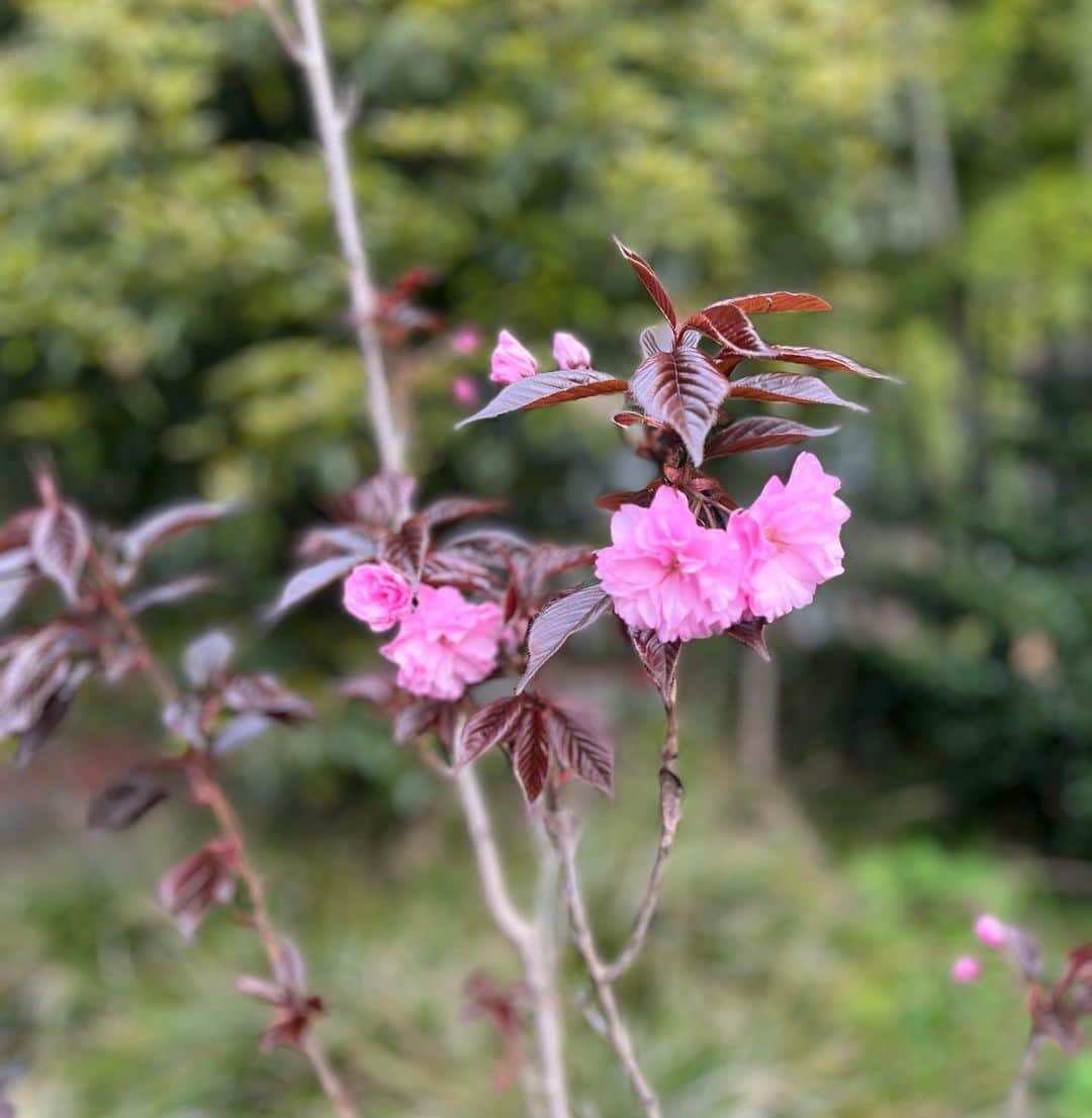 クリス智子さんのインスタグラム写真 - (クリス智子Instagram)「数年前に植えた関山桜。 ソメイヨシノなどがそろそろ終わりそうな頃に、咲き始める。花びらがたくさんで、葉は赤みがかっています。  まだまだ細い枝ですが、無事に大きく育つといいなぁ。。」4月5日 11時06分 - chris_tomoko