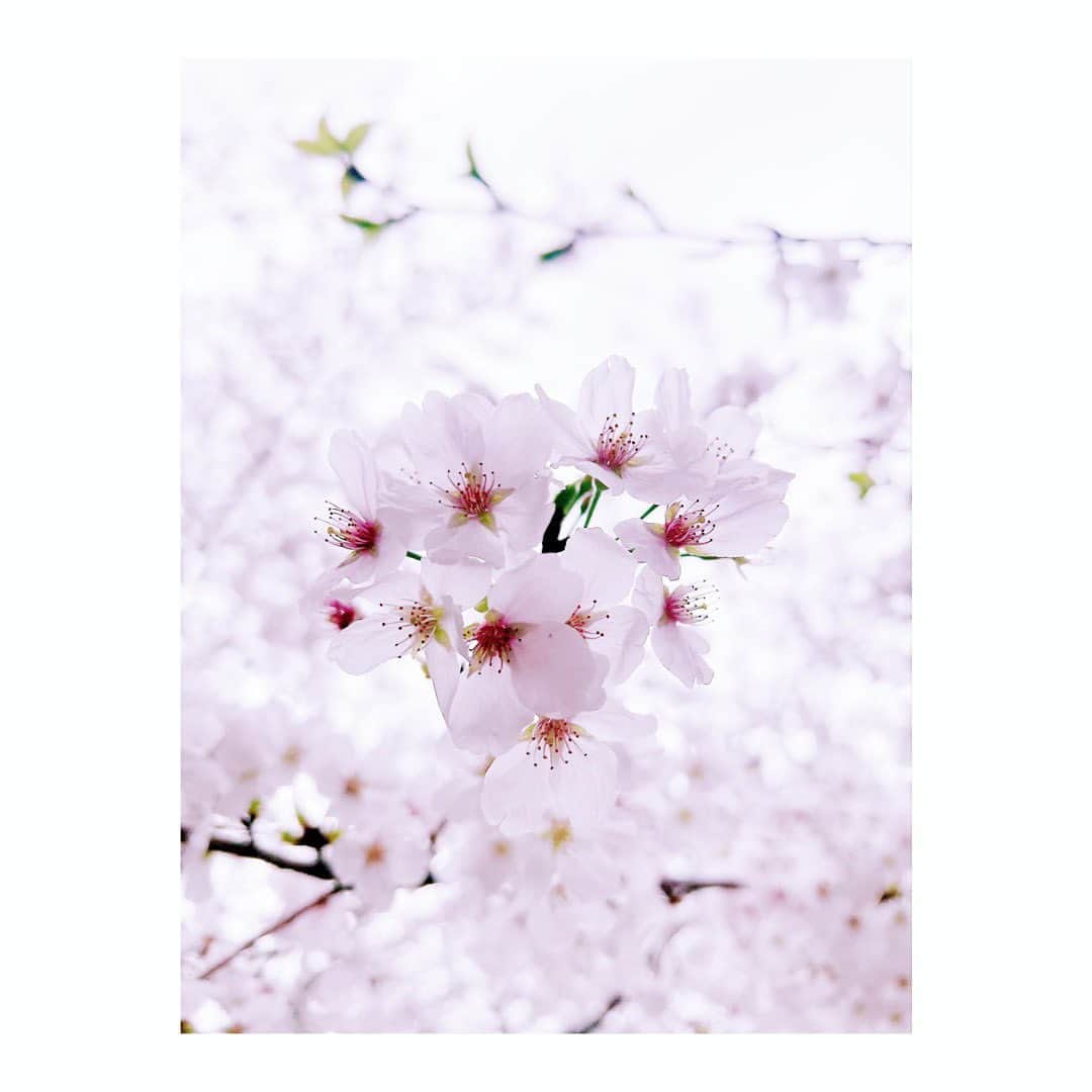 宮本笑里さんのインスタグラム写真 - (宮本笑里Instagram)「さようなら  ではなく、またね。🌸  #桜　#sakura #来年の桜も楽しみに #春休みもおしまい　#新学期」4月5日 11時15分 - emirimiyamoto