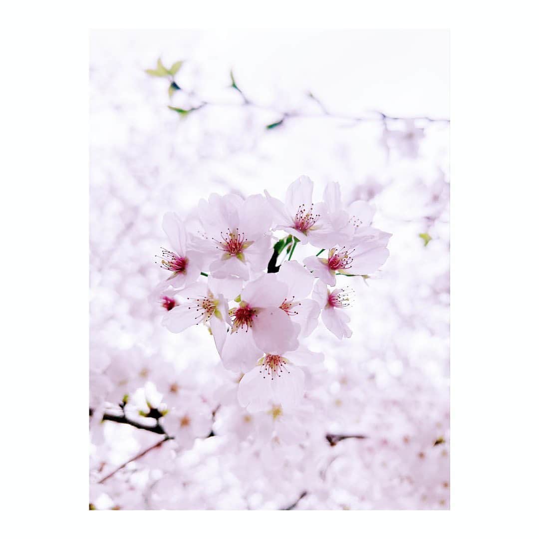 宮本笑里のインスタグラム：「さようなら  ではなく、またね。🌸  #桜　#sakura #来年の桜も楽しみに #春休みもおしまい　#新学期」