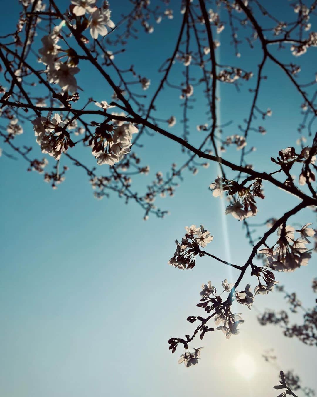 虎牙光揮のインスタグラム：「この前たまたま満開の桜と遭遇🌸 #桜 #cherryblossom #japan」
