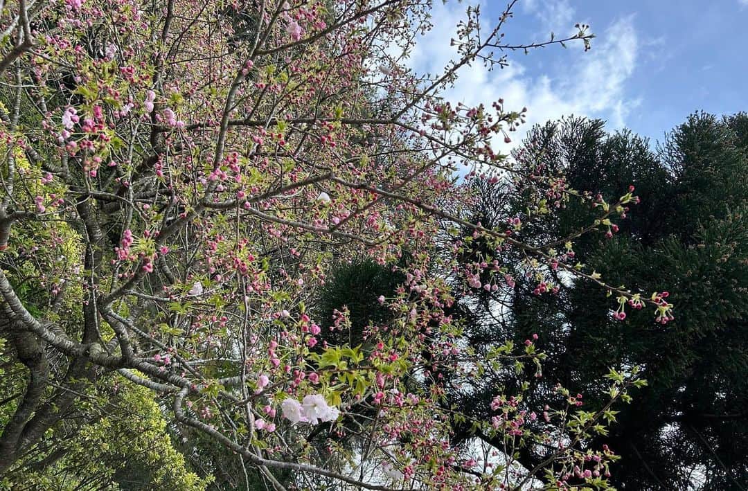 世手子さんのインスタグラム写真 - (世手子Instagram)「Flower Fantasia in Shimizu Park🌸💐 Cherry blossom viewing and enjoyed waffles and gelato🍨🧇 it was a nice excursion🌟 @shimizukouen  #清水公園#shimizukouen#花ファンタジア にいってきたょ(^○^) 桜はもちろん色んなお花が咲いてたよ(*≧∀≦*) #ネモフィラ かわいい #caféるぴなす で #桜のジェラート と #いちごワッフル を堪能(*^o^*) 広い公園だから色んなゾーンがあって 寿司太郎はんは滑り台に夢中でした(^_−)−☆ #カフェるぴなす#花#お出かけ#フラワーパーク #千葉県#写真好きな人と繋がりたい#ペット同伴可#ママノワ #ドタバタ育児  #二児のママ  #2児育児 #赤ちゃんのいる暮らし  #3歳男の子 #3歳差育児  #二児の母 #二児ママ  #ママシンガー  #二児育児 #2児ママ #2児のママ #赤ちゃんのいる生活 #PR @mamano.wa  @mamano.wa_odekake」4月5日 11時19分 - rojide