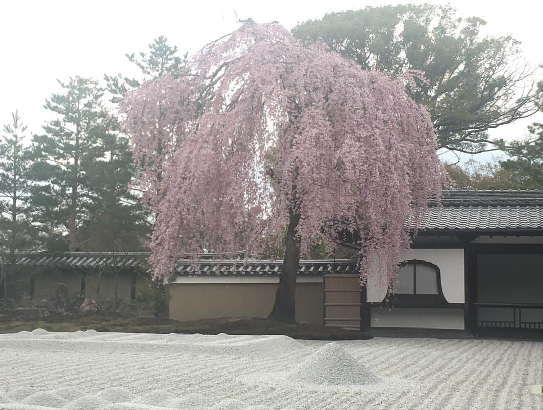 松阪ゆうきさんのインスタグラム写真 - (松阪ゆうきInstagram)「東京のサクラも🌸 そろそろ終わりですね。  北にサクラを見に行ってみたいくらいですが、、。  コロナより前 一度京都のサクラを🌸みた事がありました。  高台寺のしだれ桜が満開で すごく綺麗だった写真🤳が出てきたのであげます😁  終わりかけた花見を ぎゅ〜民の皆さんとしてる気持ちで😉  #松阪ゆうき  #京都  #さくら  #高台寺  #高台寺しだれ桜」4月5日 11時19分 - matsuzaka_yuuki