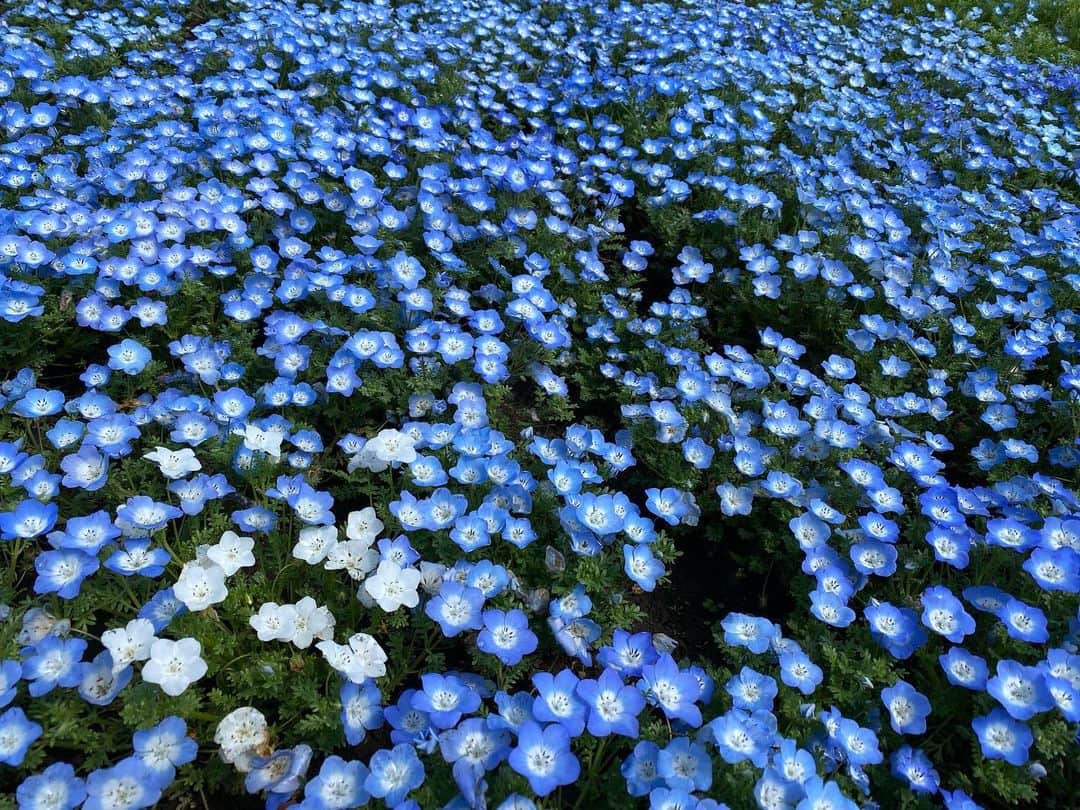 長江里加さんのインスタグラム写真 - (長江里加Instagram)「お花見〜🌸その3 ネモフィラも咲いてた💙」4月5日 11時20分 - o_rikachi_o
