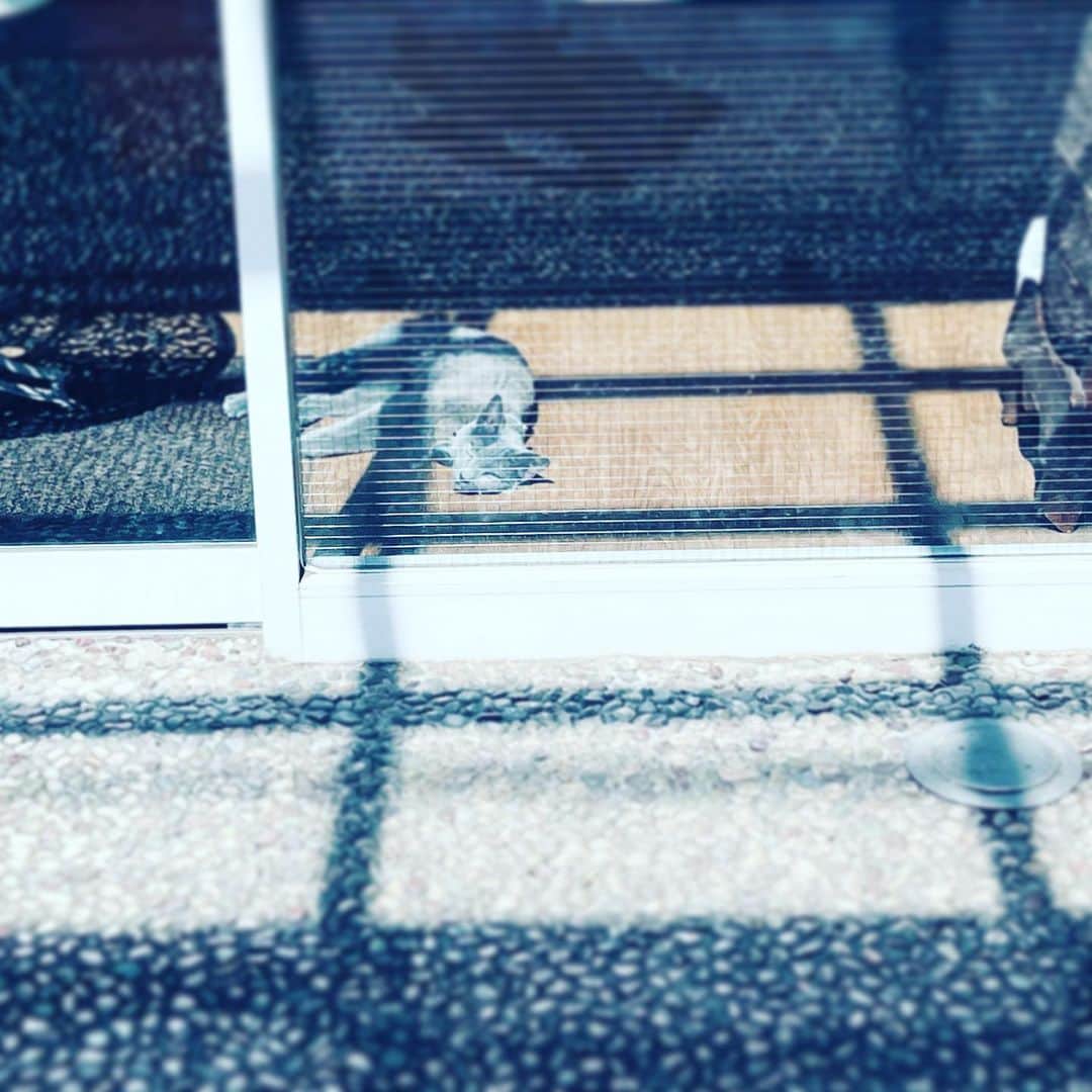中野敬久さんのインスタグラム写真 - (中野敬久Instagram)「#cat #catsofinstagram #chill #sunny」4月5日 11時20分 - hirohisanakano