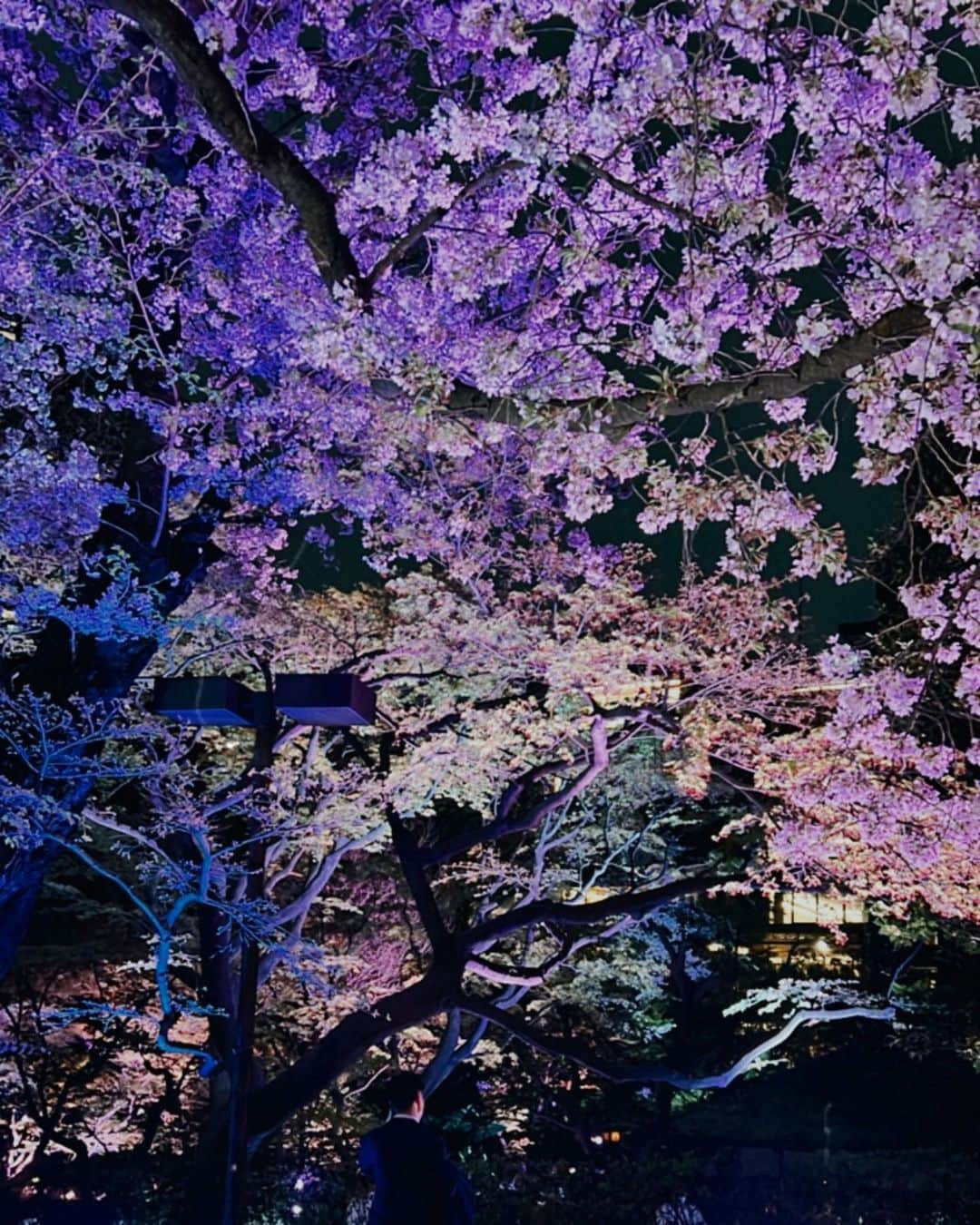 山脇道子のインスタグラム：「先日、八芳園で行われた @swirehotels のパーティでの夜桜🌸🌸🌸 2027年に渋谷にもついにスワイヤー•ホテルグループの「ザ・ハウス・コレクティブ」が出来るそう😍 たのしみ🥳  同じグループの香港にあるUPPER HOUSE モダンですごく好きだったなぁ🥰泊まったのいつだったかな？と自分の投稿を遡ってみたら…随分前(2015年)だった🥹また行きたいな🇭🇰  #OurHouseinTokyo #OurHouseBeginsHere #TheHouseCollective」