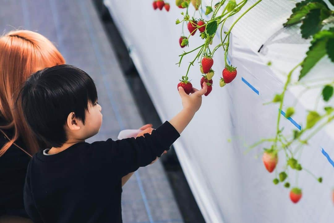 高橋由真さんのインスタグラム写真 - (高橋由真Instagram)「🍓🍓🍓🍓🍓🍓  2月末に家族でいちご狩り🍓  私とちーくんはいちごが大好物なので、いちご狩りは楽園😇❤️  ととちゃんはアレルギーで食べられないから、一眼レフでいっぱい写真撮ってくれたよ📷✨  ここの農園出来たばかりですごく綺麗で、人もすごく優しくて気持ちよくいちご狩りできた🥺💓 いちごの種類もたくさんあったのでポイント高い🥺❤️  もうすぐ🍓シーズン終わっちゃうけどあと１回くらいここ行きたいな😭💖  #いちご #苺 #いちご狩り #strawberry #親子 #子連れ #一眼レフ #厚木 #神奈川 #🍓」4月5日 21時03分 - yumachi1021