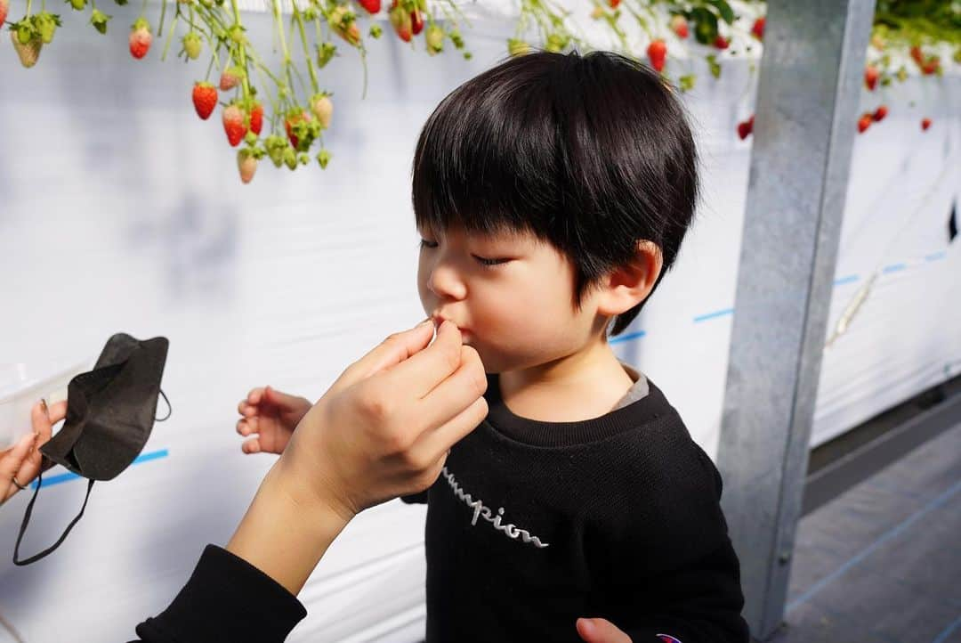 高橋由真さんのインスタグラム写真 - (高橋由真Instagram)「🍓🍓🍓🍓🍓🍓  2月末に家族でいちご狩り🍓  私とちーくんはいちごが大好物なので、いちご狩りは楽園😇❤️  ととちゃんはアレルギーで食べられないから、一眼レフでいっぱい写真撮ってくれたよ📷✨  ここの農園出来たばかりですごく綺麗で、人もすごく優しくて気持ちよくいちご狩りできた🥺💓 いちごの種類もたくさんあったのでポイント高い🥺❤️  もうすぐ🍓シーズン終わっちゃうけどあと１回くらいここ行きたいな😭💖  #いちご #苺 #いちご狩り #strawberry #親子 #子連れ #一眼レフ #厚木 #神奈川 #🍓」4月5日 21時03分 - yumachi1021