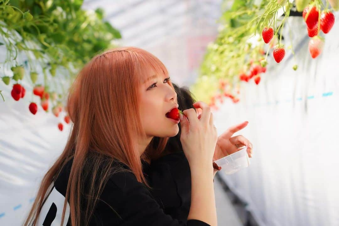 高橋由真さんのインスタグラム写真 - (高橋由真Instagram)「🍓🍓🍓🍓🍓🍓  2月末に家族でいちご狩り🍓  私とちーくんはいちごが大好物なので、いちご狩りは楽園😇❤️  ととちゃんはアレルギーで食べられないから、一眼レフでいっぱい写真撮ってくれたよ📷✨  ここの農園出来たばかりですごく綺麗で、人もすごく優しくて気持ちよくいちご狩りできた🥺💓 いちごの種類もたくさんあったのでポイント高い🥺❤️  もうすぐ🍓シーズン終わっちゃうけどあと１回くらいここ行きたいな😭💖  #いちご #苺 #いちご狩り #strawberry #親子 #子連れ #一眼レフ #厚木 #神奈川 #🍓」4月5日 21時03分 - yumachi1021