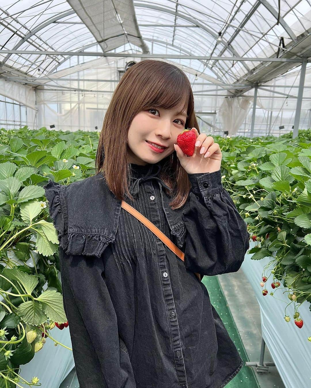 青木詩織のインスタグラム：「. 念願のいちご狩りいってきた☺️🍓」