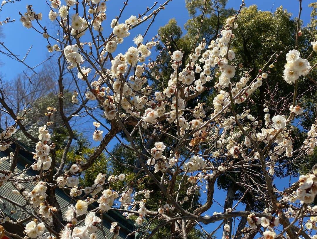 黒澤詩音さんのインスタグラム写真 - (黒澤詩音Instagram)「今日はお仕事終わりの移動が長いので桜の投稿しようと思ったら、美しい梅の投稿をし損ねていたことを思い出したので。  梅祭りの時季の、北野天満宮と金閣寺へ。  太宰府も、梅が枝餅や梅ひじき（どちらも大好き）が名物でもあるほど梅が有名ですが、 やはりここも梅が見事で。  菅原道真公が梅を愛していたというのがしかと伝わりますよね。  金閣寺も青空にその輝きが生えて見事でした。 厳かな空気を纏うこの寺院、桜はまだこの頃は観られませんでしたか春の訪れを感じることはできました。  春って楽しい！  #梅 #梅の花 #北野天満宮  #金閣寺 #」4月5日 21時01分 - shionkurosawa_official