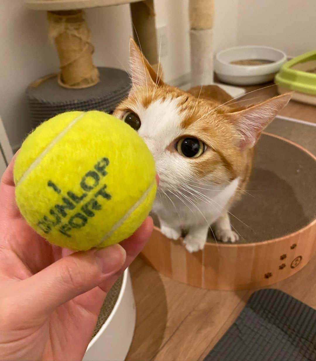 はなぼくろきなこさんのインスタグラム写真 - (はなぼくろきなこInstagram)「テニスボール🎾を見て、ペロリしてた☺️食べ物じゃないんだよ〜🍈🍈  テニスボール、整形外科の理学療法士の先生がくれました🎾  #きなちょのおうちのもーにゃん」4月5日 21時11分 - hanabokurokinako