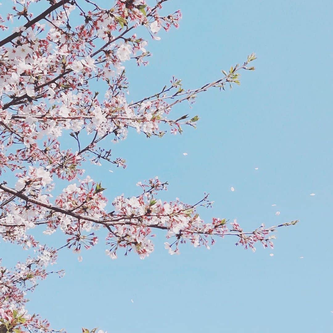 村西里世のインスタグラム：「🌸  #桜吹雪 #桜 #春 #4月」