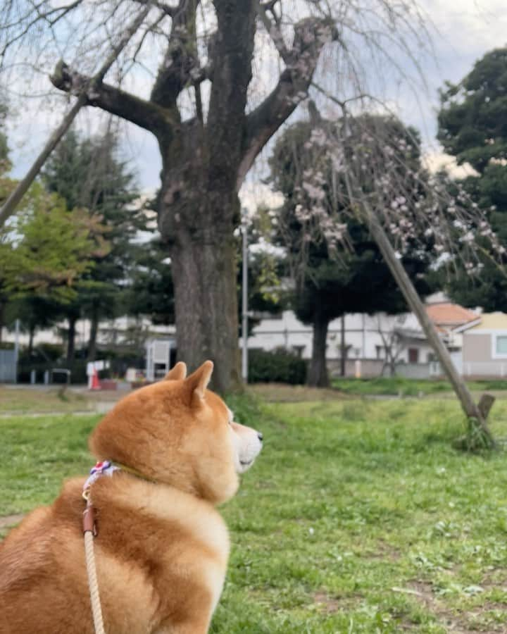 豆柴つむじくんのインスタグラム：「つむじの黄昏スポット #豆柴 #柴犬 #시바견 #shiba #shibainu #shibastagram #shibalove #shibadog #つむじ #ここ柴部 #桜の古木」