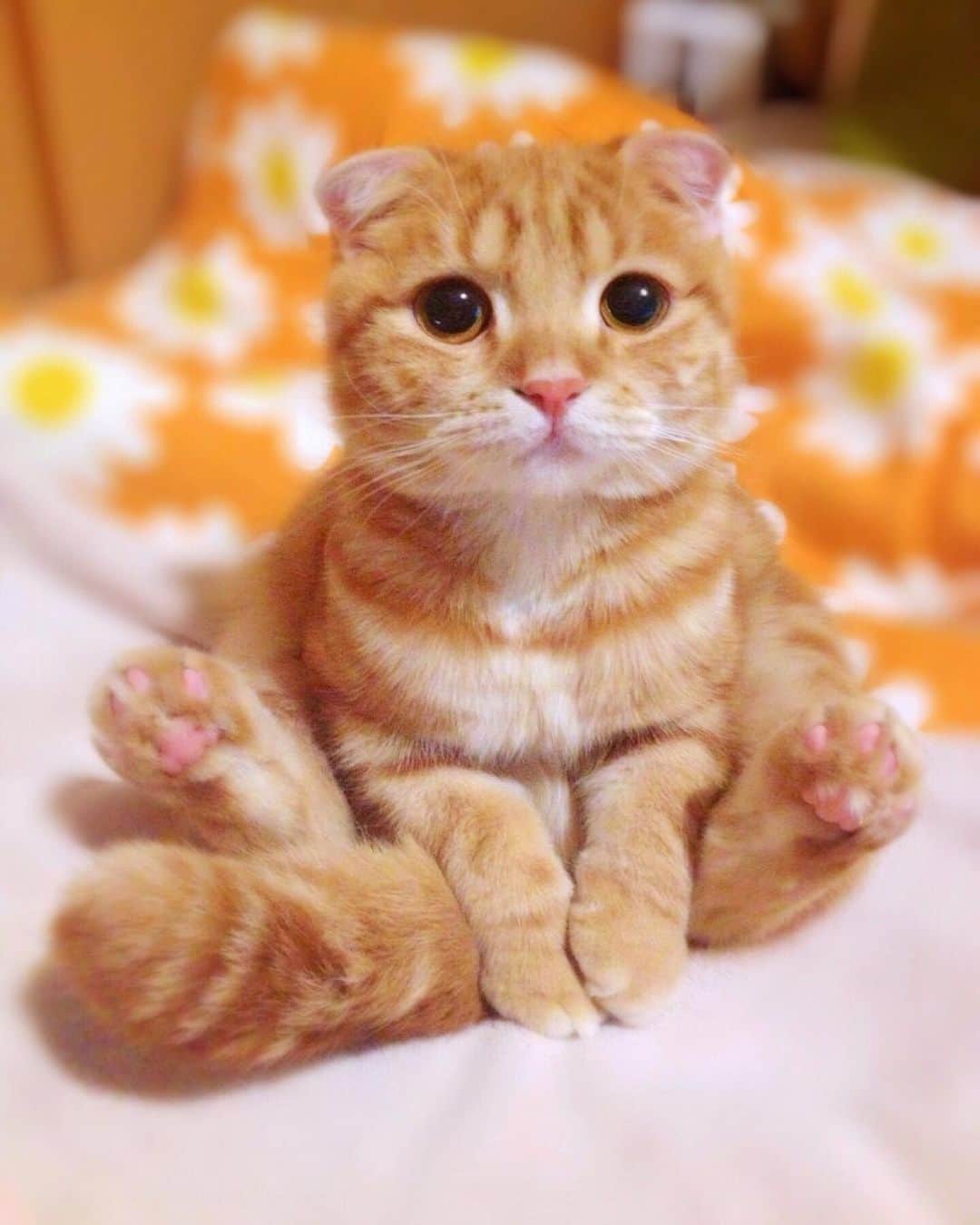 ashmiemuのインスタグラム