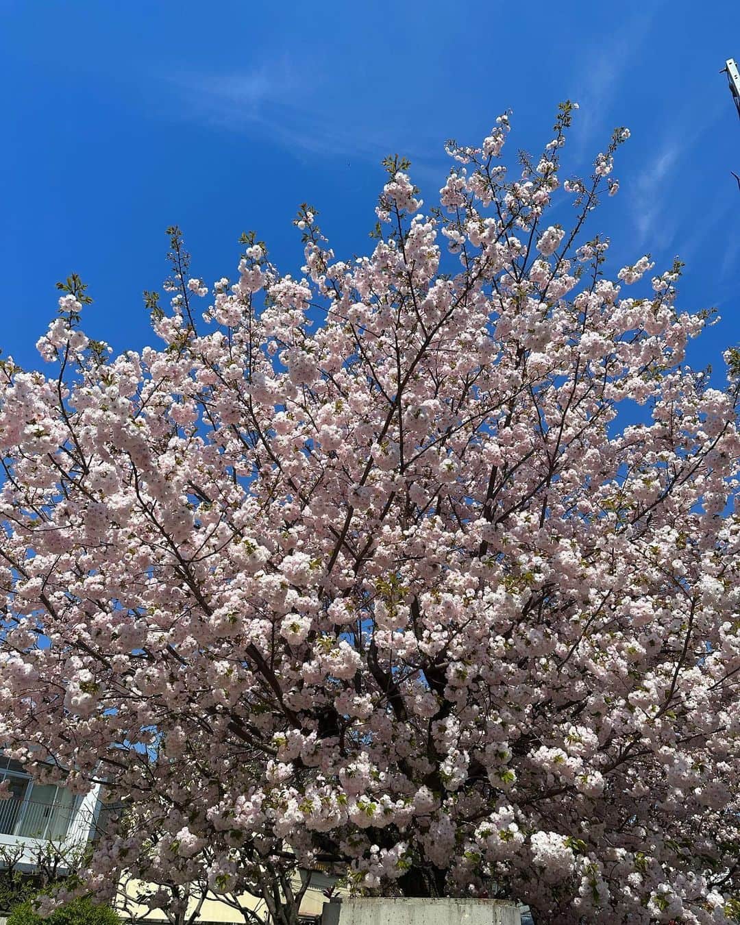 浜本忠勝さんのインスタグラム写真 - (浜本忠勝Instagram)「2023.4.5 🌸 日本の桜って、 毎年みてるけど、本当に綺麗で日本人で良かったなぁ…って思いますよね🇯🇵✨ ✴︎ 休みの１日は、朝からEnglish lessonしたり、昼間はマレアモのお散歩したり、夜はセミナーを受講したり、、 １日経つのは本当はやいですね😂笑 気づいたら今月終わっちゃいそうなので、１日１日濃密に過ごさなきゃ🔥 ✴︎ 最近ご新規でwhyteに来て下さる方が多くて嬉しいです！✨ 自分自身も、whyteとしても、日々アップデートしてお客様の事を迎える準備をしています💛皆様にお会いするのを楽しみにwhyteでお待ちしております☺️✂️  #アモのお散歩トレーニング  #後ろからマレがるんるんでついてくるのカワイイ笑 #最後の大谷翔平の言葉が響く」4月5日 21時30分 - whyte_hamamoto