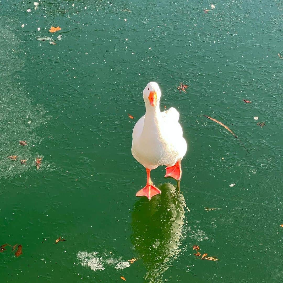 キム・ユネさんのインスタグラム写真 - (キム・ユネInstagram)「❄️🫶🏻겨울 🫶🏻❄️」4月5日 21時24分 - kimyoonhye_