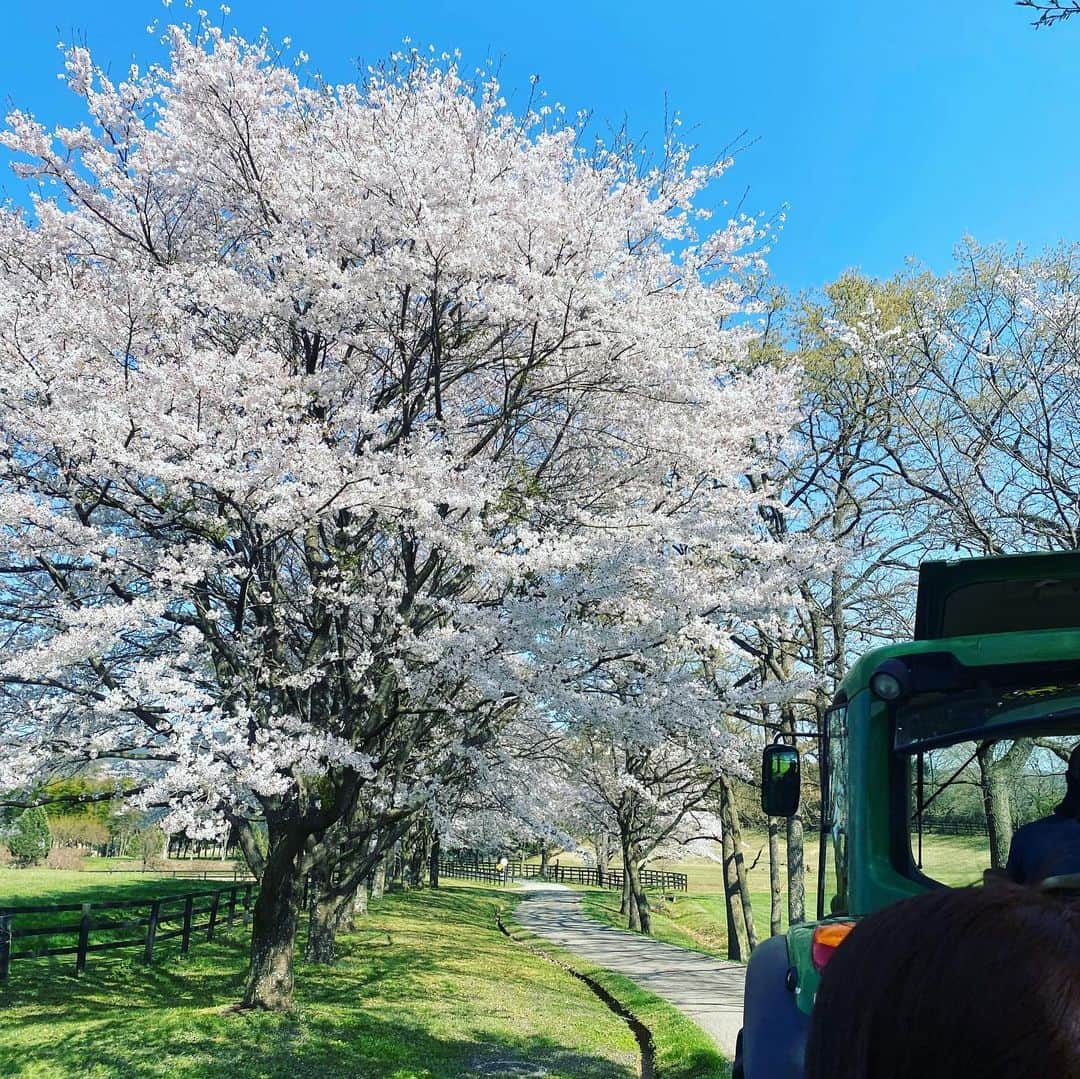 瀬戸サオリさんのインスタグラム写真 - (瀬戸サオリInstagram)「大好きな場所…🐴🌸  那須ファームヴィレッジ⛰ 桜の時期に 必ず来たいと思ってて 念願叶って…🌙🥕🐴🫧🌸  ほんっとに桜が圧巻で トラクターツアーで堪能して 乗馬して…😮‍💨 最高すぎました🤍  結婚10周年位の記念の時は ウェディングの撮影を 絶対ファームでしたいな〜🤍  #那須ファームヴィレッジ」4月5日 21時24分 - seto_saori