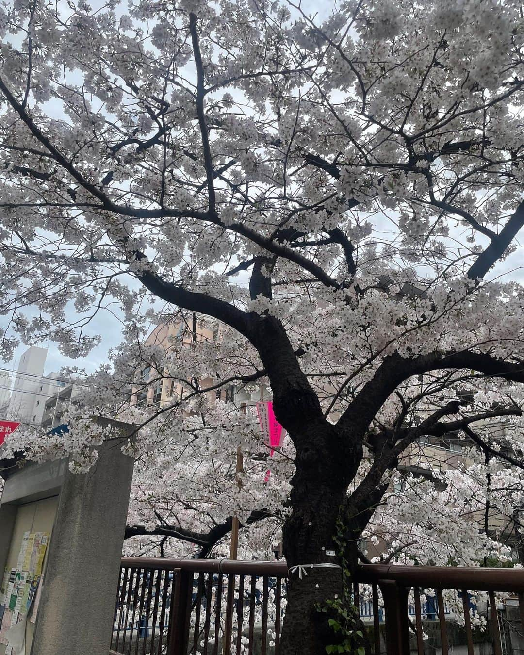 水池愛香さんのインスタグラム写真 - (水池愛香Instagram)「桜の季節が終わる前に更新🫣🌸🌸  もうあっという間に桜も葉桜になってた‥！ 先日桜で撮った時の写真🤍  #桜 #桜スポット #桜ピンク #桜並木 #桜まつり #桜の木の下で #目黒川 #目黒川の桜 #目黒川桜まつり #目黒川沿い #うさぎメイク #中目黒」4月5日 21時27分 - mizuike_aika