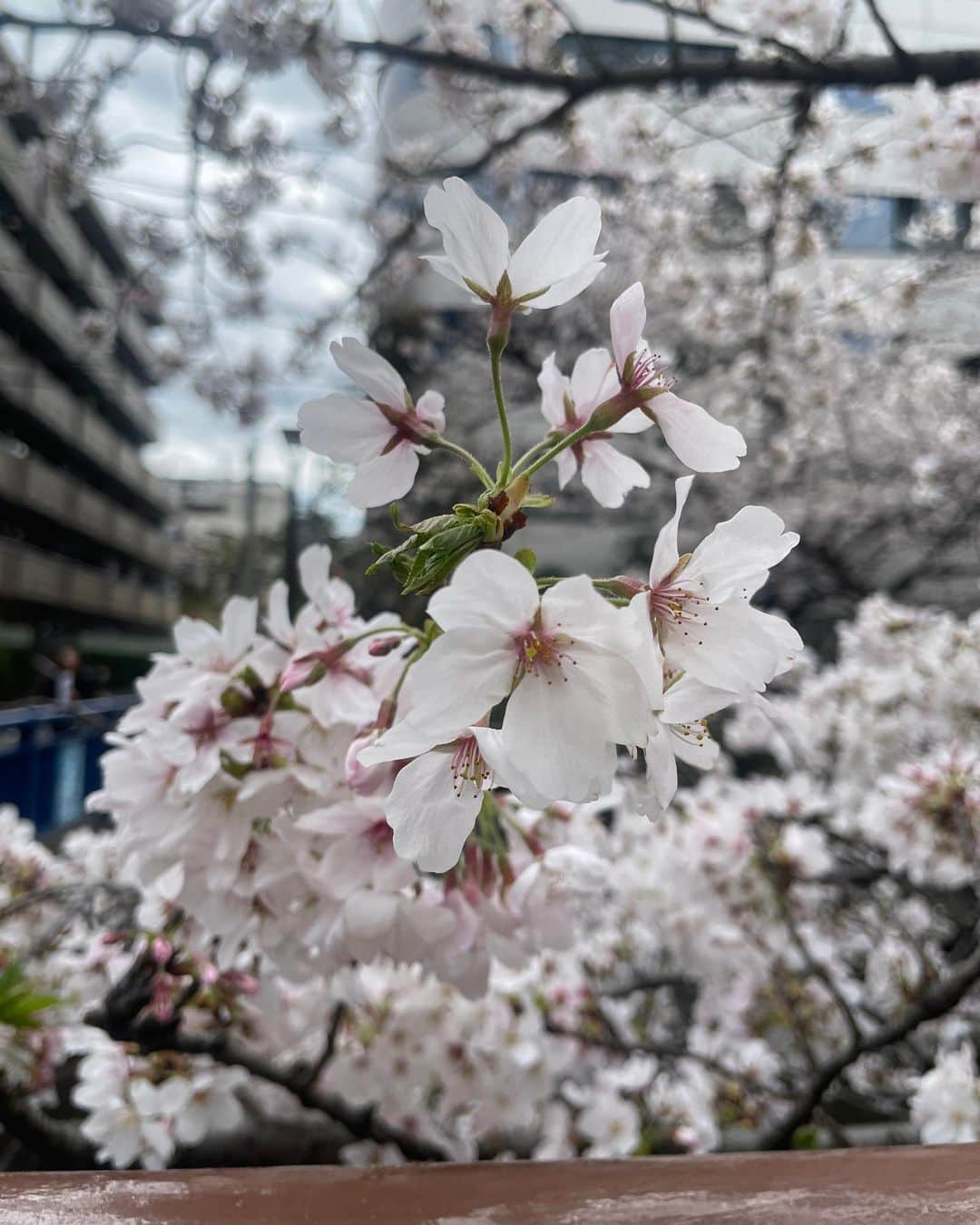 水池愛香さんのインスタグラム写真 - (水池愛香Instagram)「桜の季節が終わる前に更新🫣🌸🌸  もうあっという間に桜も葉桜になってた‥！ 先日桜で撮った時の写真🤍  #桜 #桜スポット #桜ピンク #桜並木 #桜まつり #桜の木の下で #目黒川 #目黒川の桜 #目黒川桜まつり #目黒川沿い #うさぎメイク #中目黒」4月5日 21時27分 - mizuike_aika