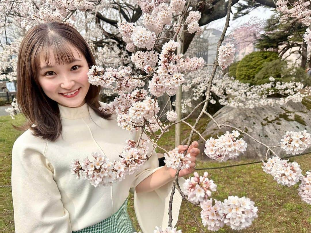 加藤早和子さんのインスタグラム写真 - (加藤早和子Instagram)「❤︎  石割桜が満開とのことで見に行ってきました🌸  凄い綺麗だったな〜〜  . . #石割桜 #春 #盛岡観光 #盛岡 #休日」4月5日 21時28分 - kato_sawako