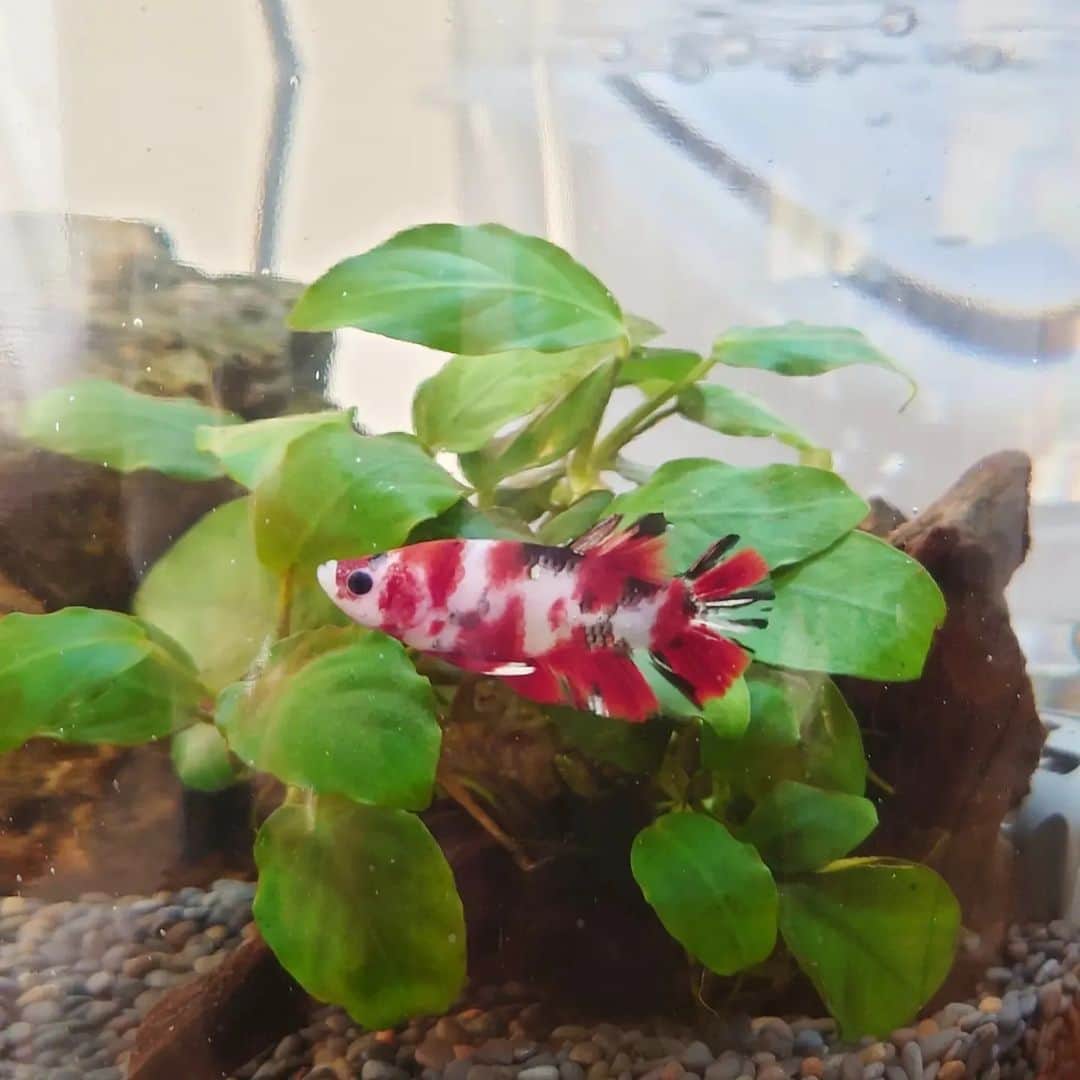 のインスタグラム：「去年の11月に亡くなってしまった お店のマスコット🐠  半年ぶりに迎えました。 “3代目ベタきち”  これまでの“ベタきち”は大きなヒレのハーフムーンだったけど この子はプラカット。 プラカットはヒレが小さいので動きが活発。 錦鯉のような模様のコイベタ君。  やばい、、めちゃめちゃ可愛い。  これからよろしく。」