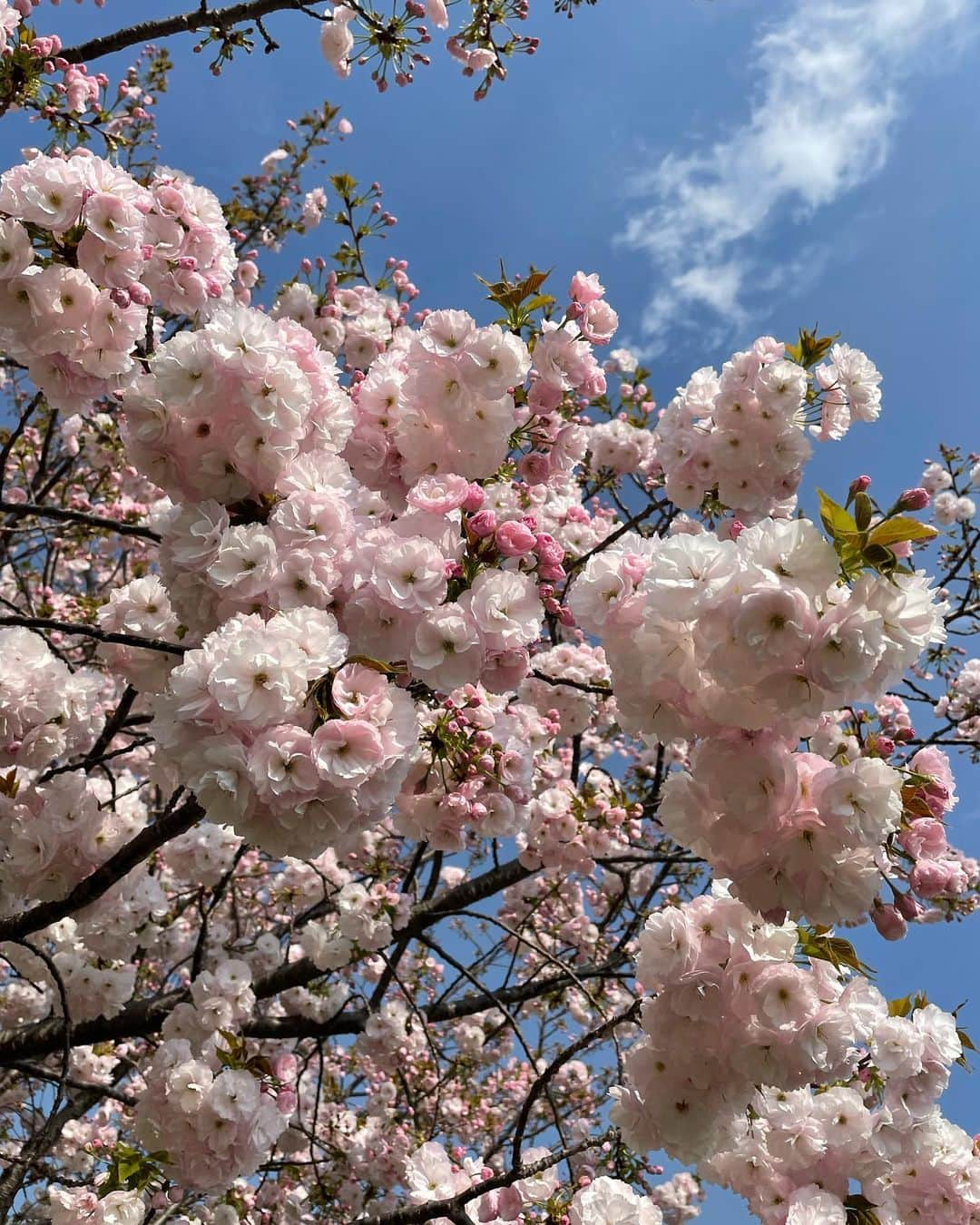 高橋みゆきさんのインスタグラム写真 - (高橋みゆきInstagram)「今年はたくさんお花見🌸できた🍡」4月5日 21時39分 - shin_miyukichi