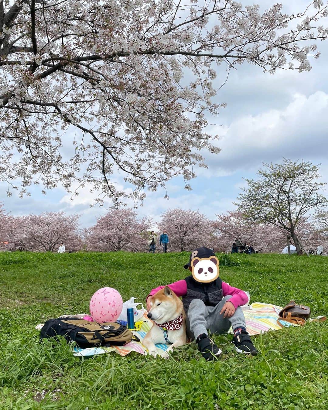 高橋みゆきのインスタグラム：「今年はたくさんお花見🌸できた🍡」
